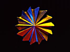 Stirnkopffr&auml;ser 2